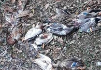 Mystery of dumped animals