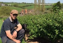 Ross farm buzzing thanks to supermarket's beehives