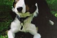 Missing collie found after extensive search