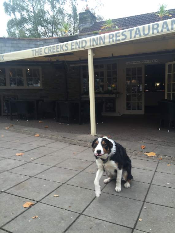 Alfie, back home at The Creeks End Inn in Kingsbridge