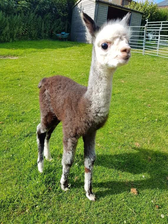 Baby alpacas born at Thorn Farm