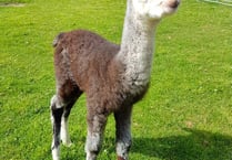 WATCH: Baby alpacas are born on farm near Dartmouth