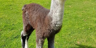 WATCH: Baby alpacas are born on farm near Dartmouth