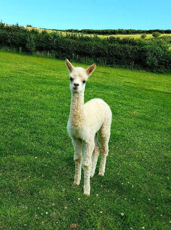 Baby alpacas born at Thorn Farm