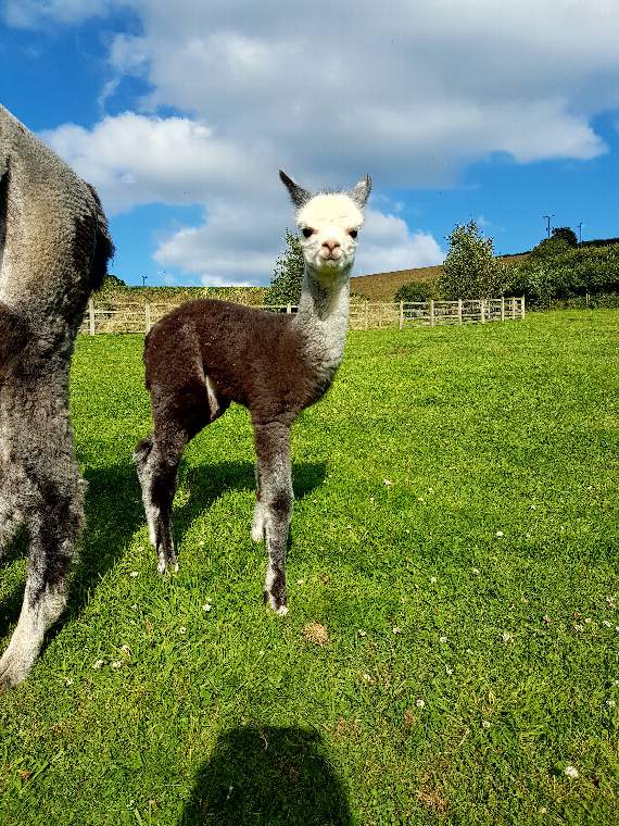 Baby alpacas born at Thorn Farm
