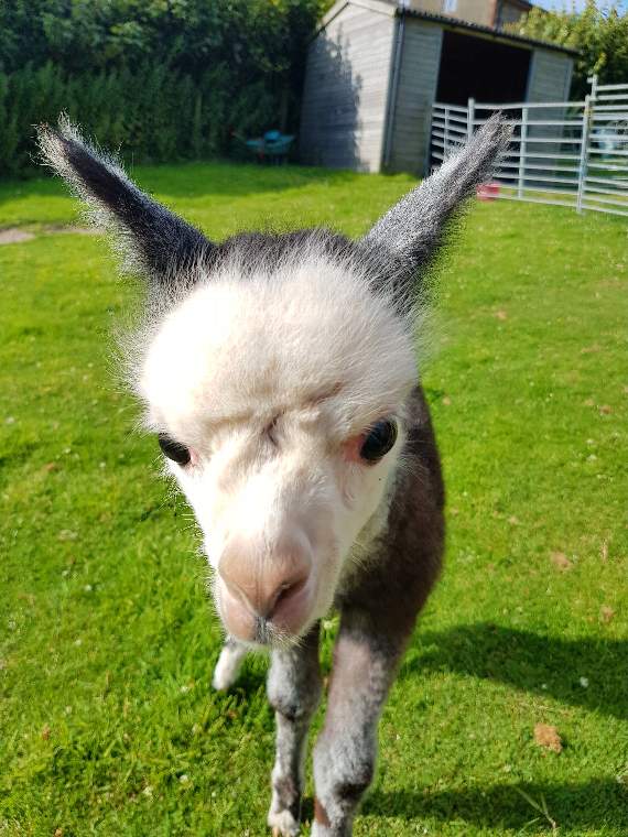 Baby alpacas born at Thorn Farm