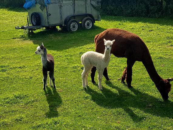 Baby alpacas born at Thorn Farm