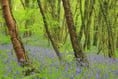 Bill Oddie urges people to explore local woodlands this spring
