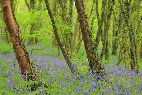 Bill Oddie urges people to explore local woodlands this spring