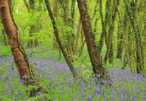 Bill Oddie urges people to explore local woodlands this spring