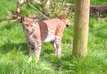 Lynx is still on the run, but owners are confident wild cat is still in area