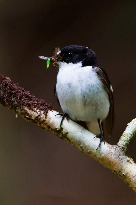 A pied flycatcher (Neil Bygrave)