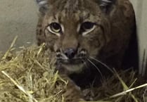 Flaviu the lynx back inside Dartmoor Zoo safe and well after humane capture plan succeeds