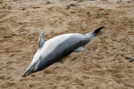 The common dolphin founded washed-up on the beach at Thurlestone on Tuesday morning (Chris Derrick)