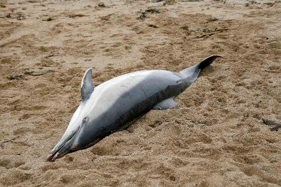 The common dolphin founded washed-up on the beach at Thurlestone on Tuesday morning (Chris Derrick)
