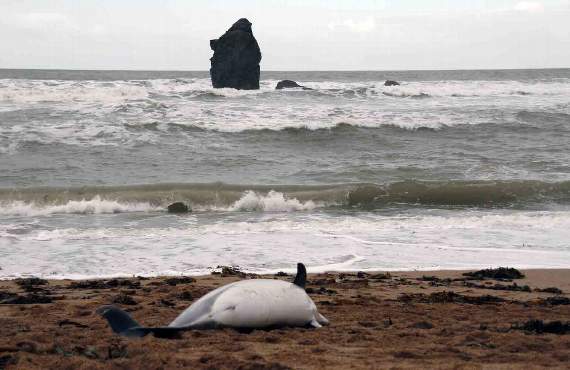 The common dolphin founded washed-up on the beach at Thurlestone on Tuesday morning (Chris Derrick)