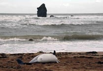 Three more dolphins found dead on South Hams beaches this week