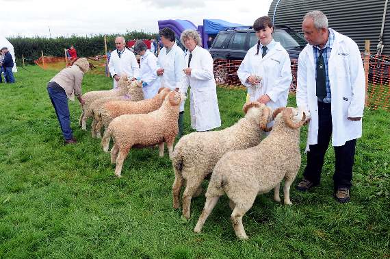 Sheep judging