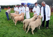 Cornwood Show was jam-packed with fun for the whole family