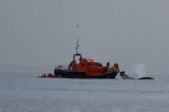 The RNLI, assisted by the BDMLR team rescue the Start Bay humpback whale from fishing gear for the second time (Salcombe RNLI)