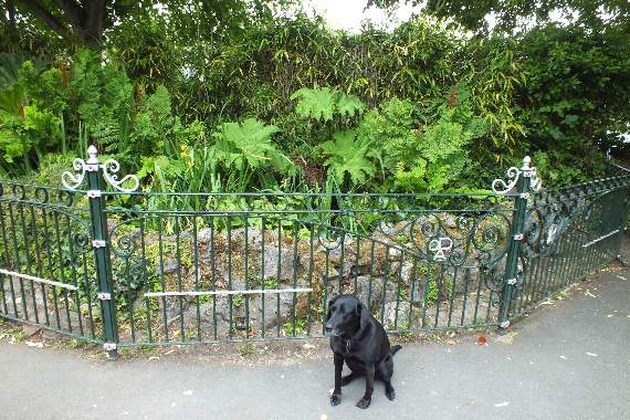 Royal Avenue Gardens