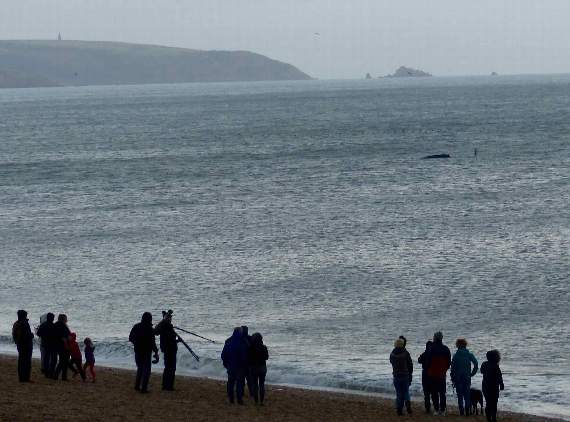 Whale watchers on Slapton Sands (Pete Moore, Forest and Beach)