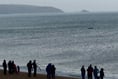 Start Bay humpback whale continues to draw crowds to Torcross