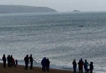 Start Bay humpback whale continues to draw crowds to Torcross