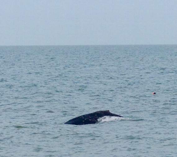 The Start Bay humpback whale (Pete Moore, Forest and Beach)