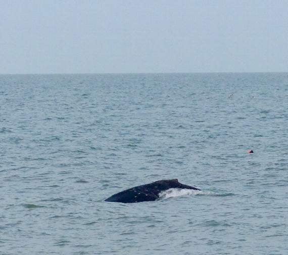 The Start Bay humpback whale (Pete Moore, Forest and Beach)