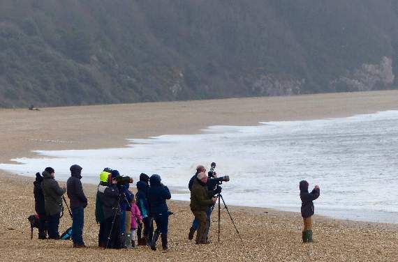 Whale watchers on Slapton Sands (Pete Moore, Forest and Beach)
