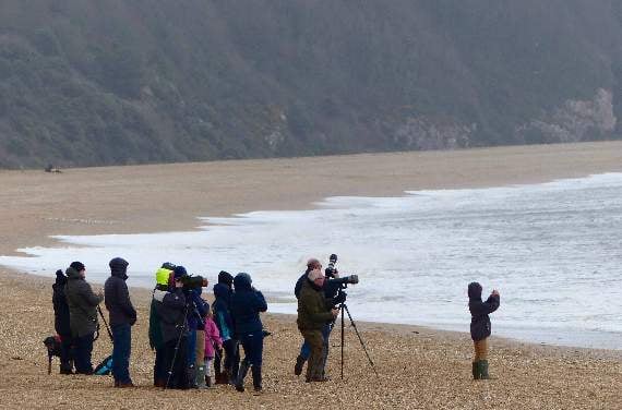 Whale watchers on Slapton Sands (Pete Moore, Forest and Beach)