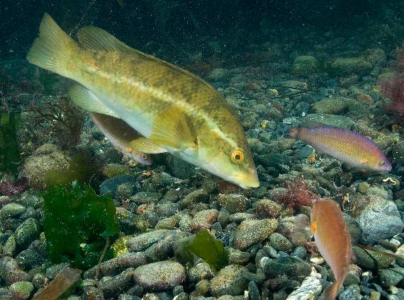 A Ballan Wrasse, photograph taken by Paul Naylor