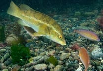 Devon fish under threat for the benefit of Scottish salmon farms