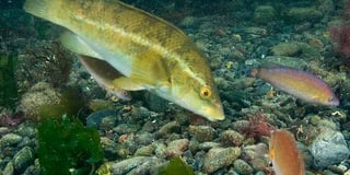 Devon fish under threat for the benefit of Scottish salmon farms