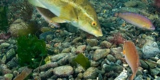 Devon fish under threat for the benefit of Scottish salmon farms