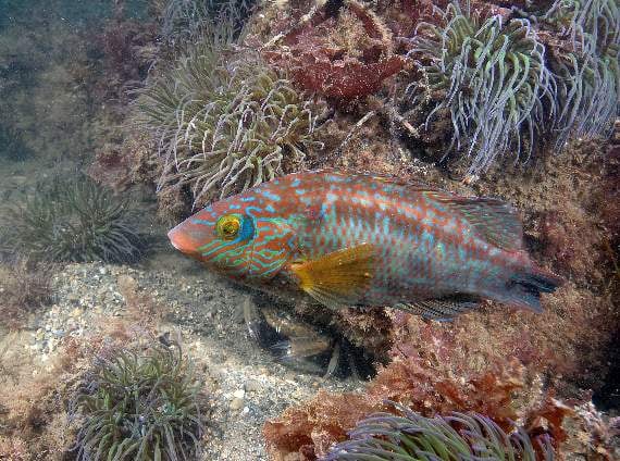 A male Corkwing Wrasse, photograph taken by Paul Naylor