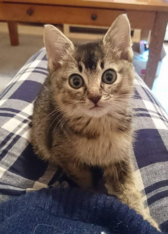 One of the kittens being looked after in a staff home