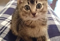 Kittens dumped in cardboard box are unlikely to ever see their mum again