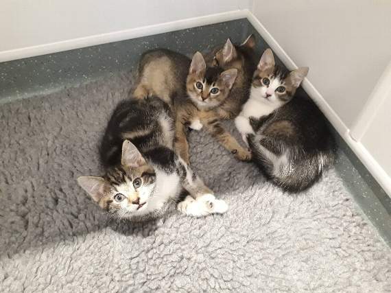 The kittens