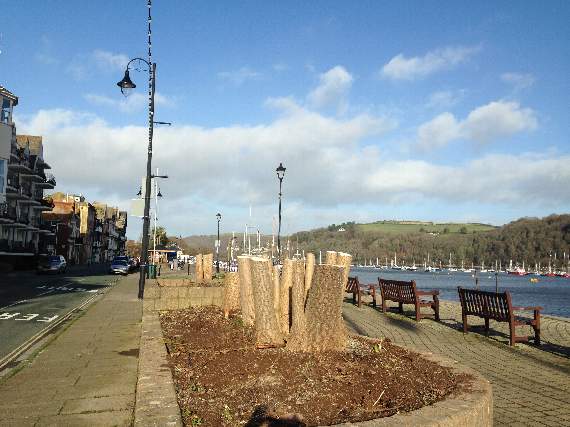 palm tree stumps in the raised beds on the South Embankment