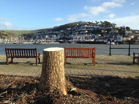 palm tree stump in one of the raised beds on the South Embankment