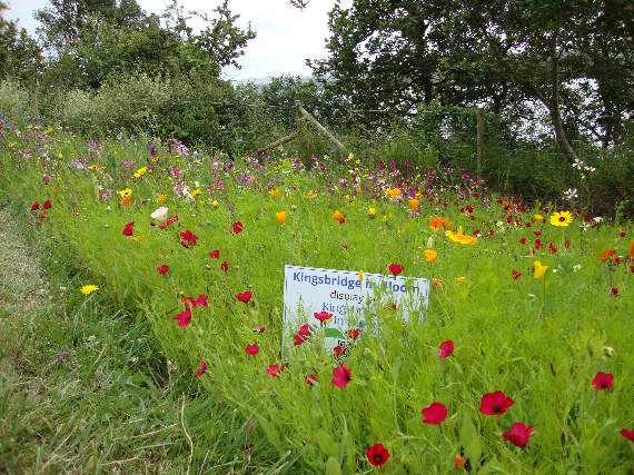 Some of the displays created by Kingsbridge In Bloom