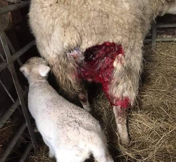 Did 'big cat' attack sheep?