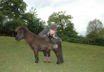 Dog owners warned after pony attacked
