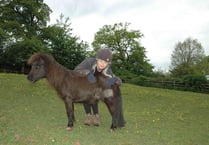 Dog owners warned after pony attacked