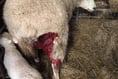 Ewe Attack