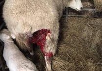 Ewe Attack