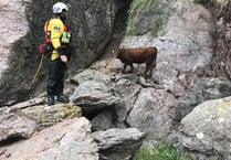 Cow trapped at bottom of cliff rescued