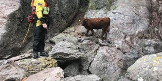 Cow trapped at bottom of cliff rescued